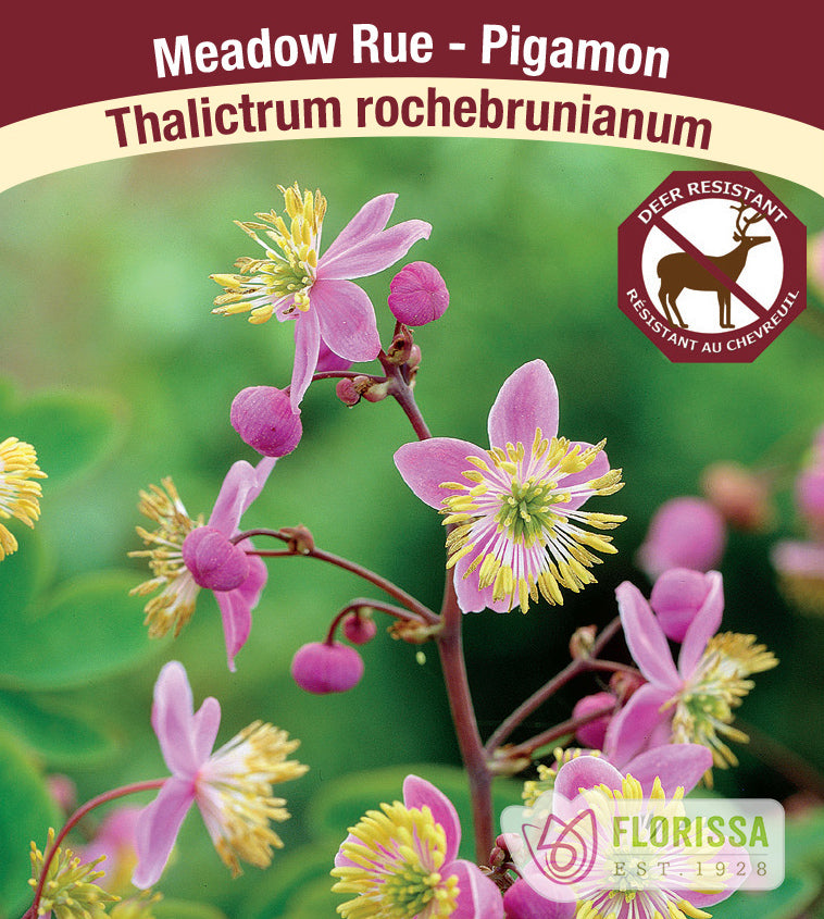 Thalictrum - rochebruchianum