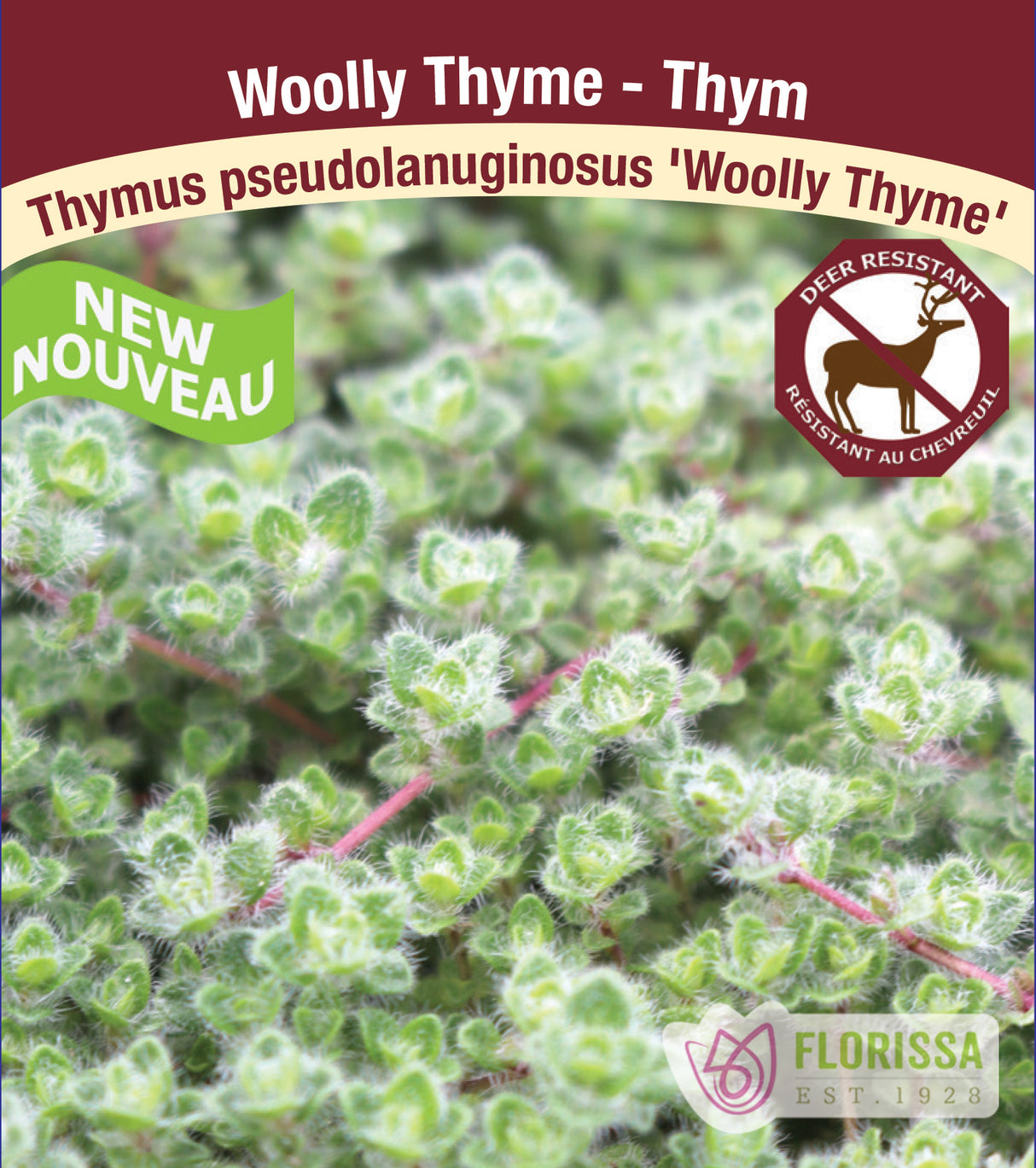 Thymus - psuedo Woolly Thyme
