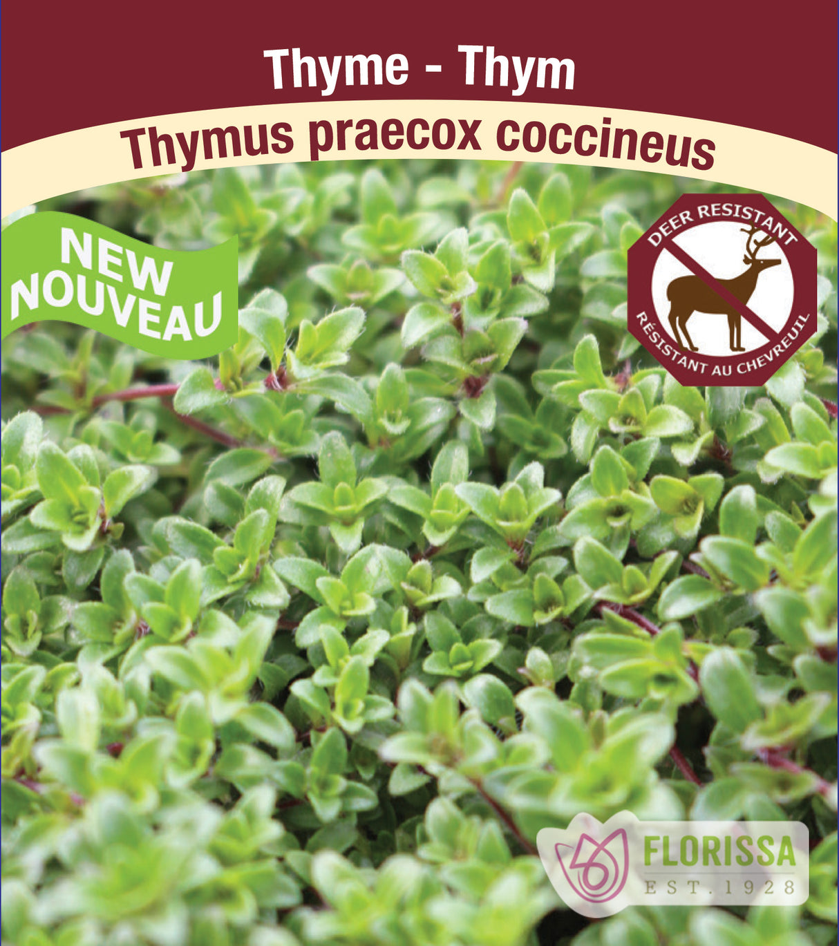 Thymus praecox coccineus