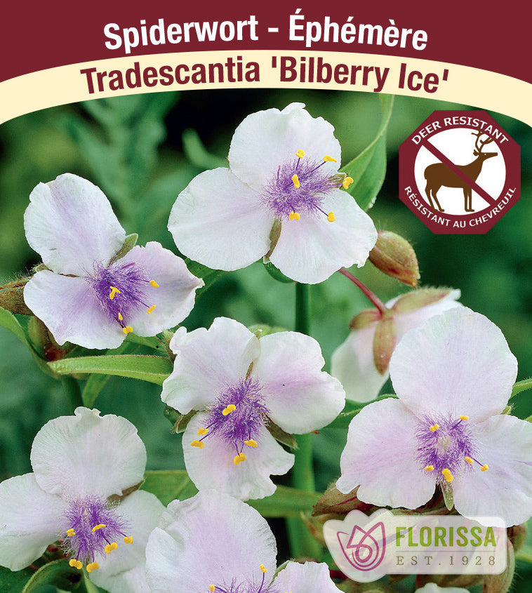 Tradescantia - andersoniana Bilberry Ice