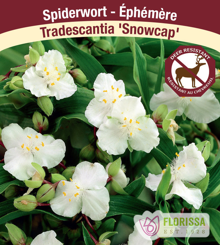 Tradescantia - and. Snowcap