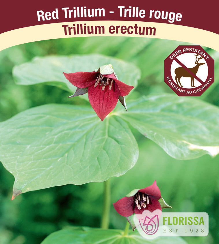 Trillium - erectum, Red Trillium