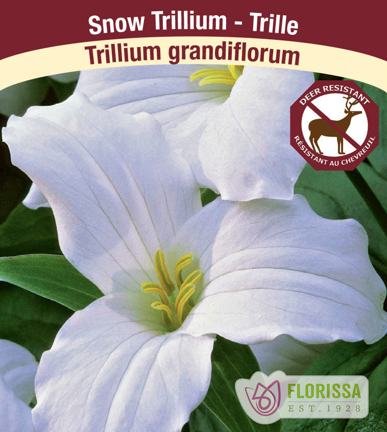 Trillium - grandiflorum, Snow Trillium
