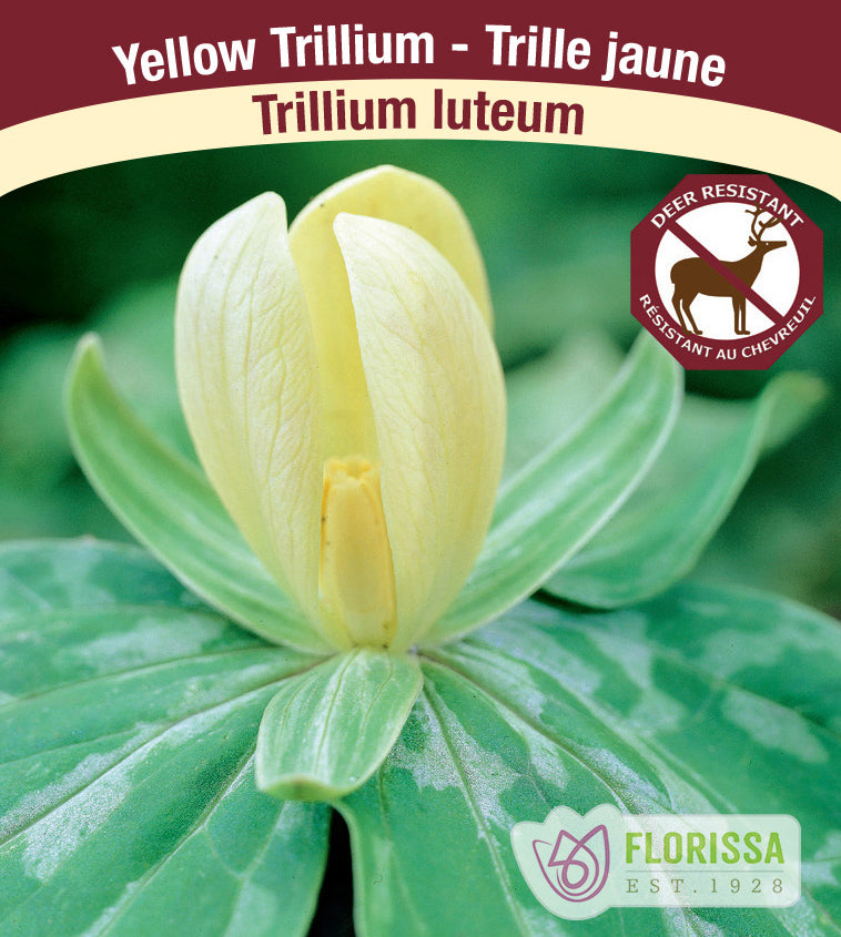 Trillium - luteum, Yellow Trillium