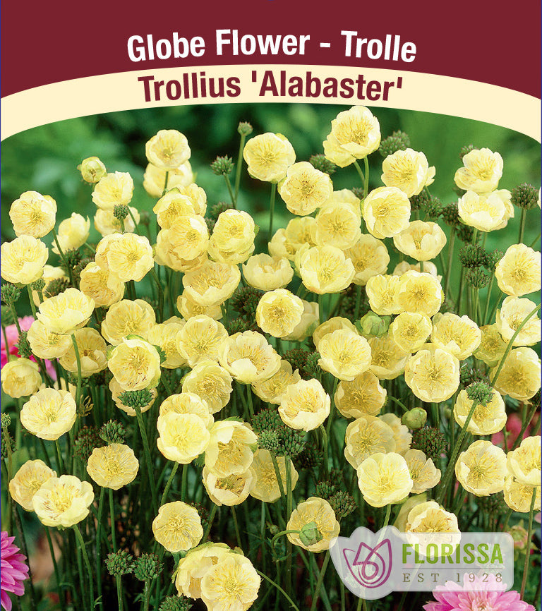 Trollius - Alabaster