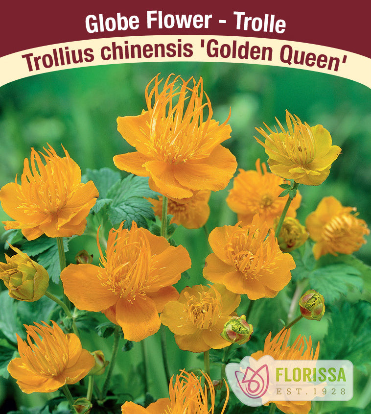 Trollius - chinensis Golden Queen