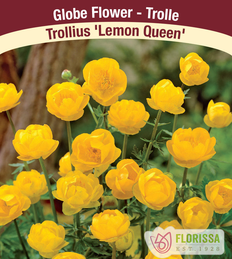 Trollius - Lemon Queen