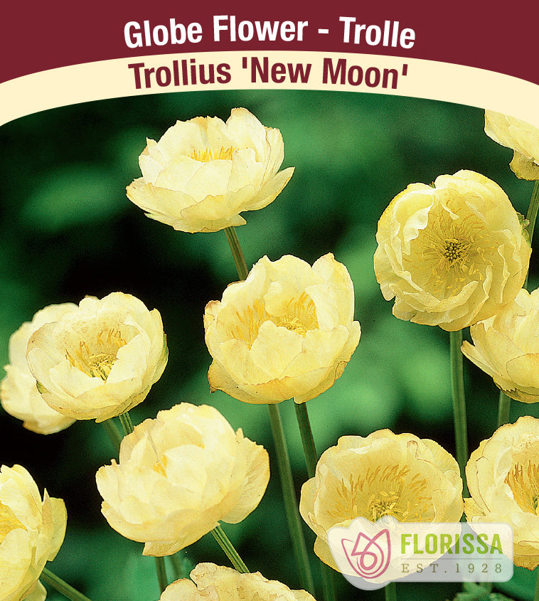 Trollius - New Moon
