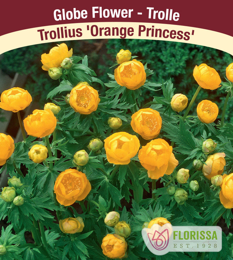 Trollius - Orange Princess