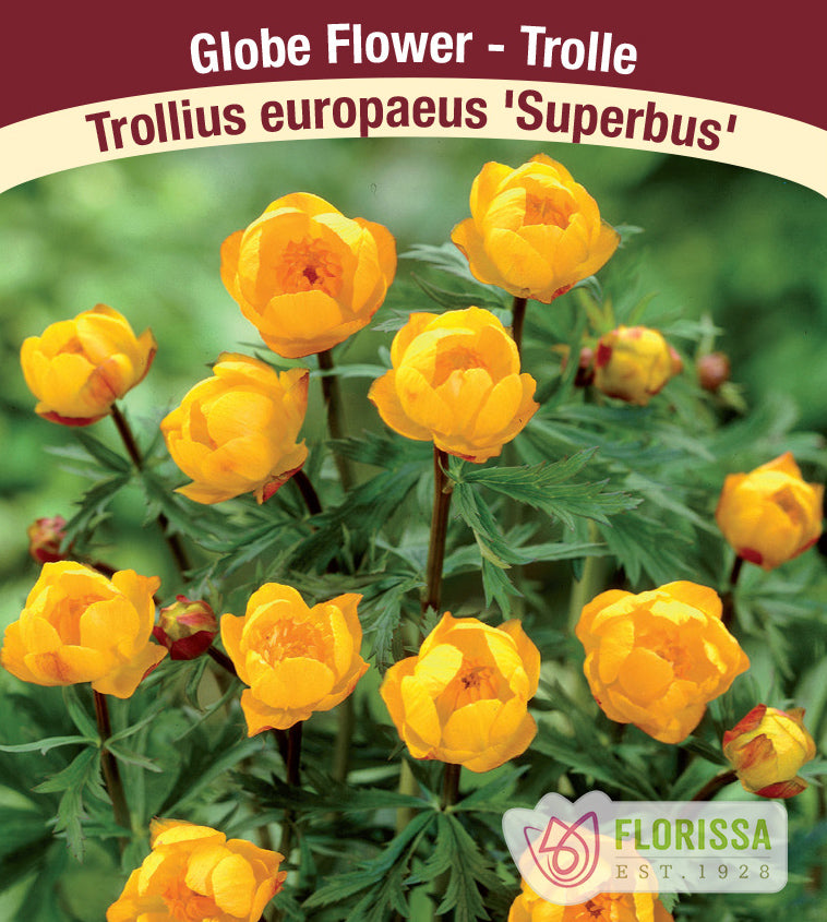Trollius - europaeus Superbus