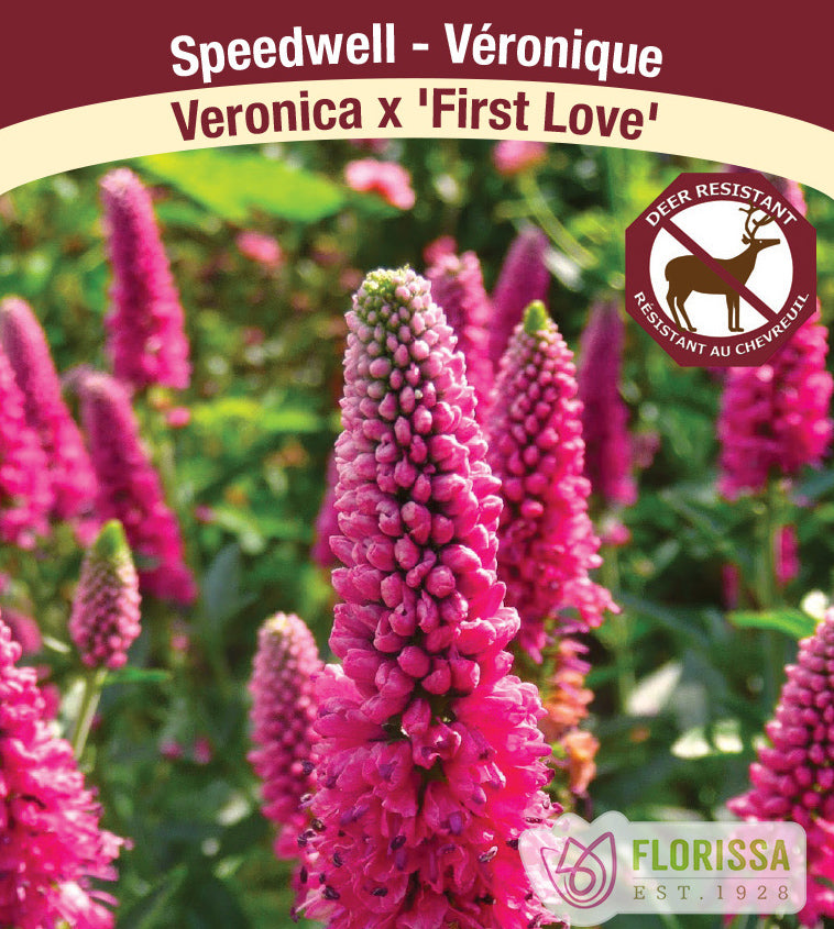 Veronica - x First Love