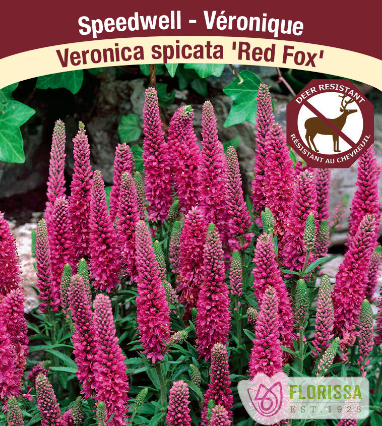 Veronica - spicata Red Fox