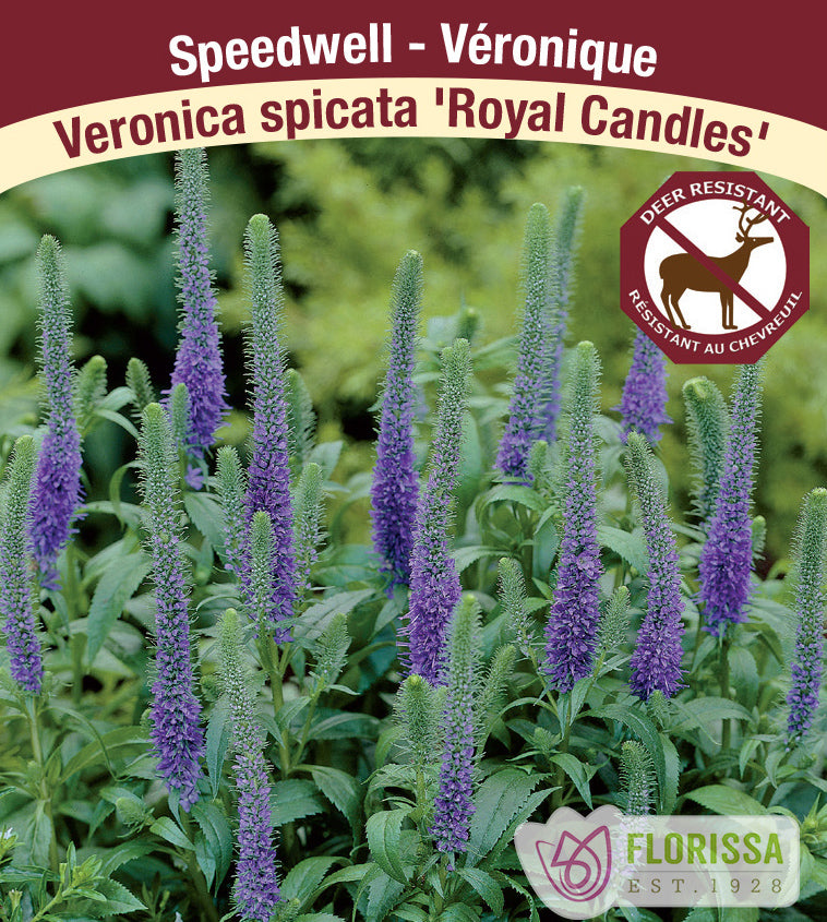 Veronica - spicata Royal Candles