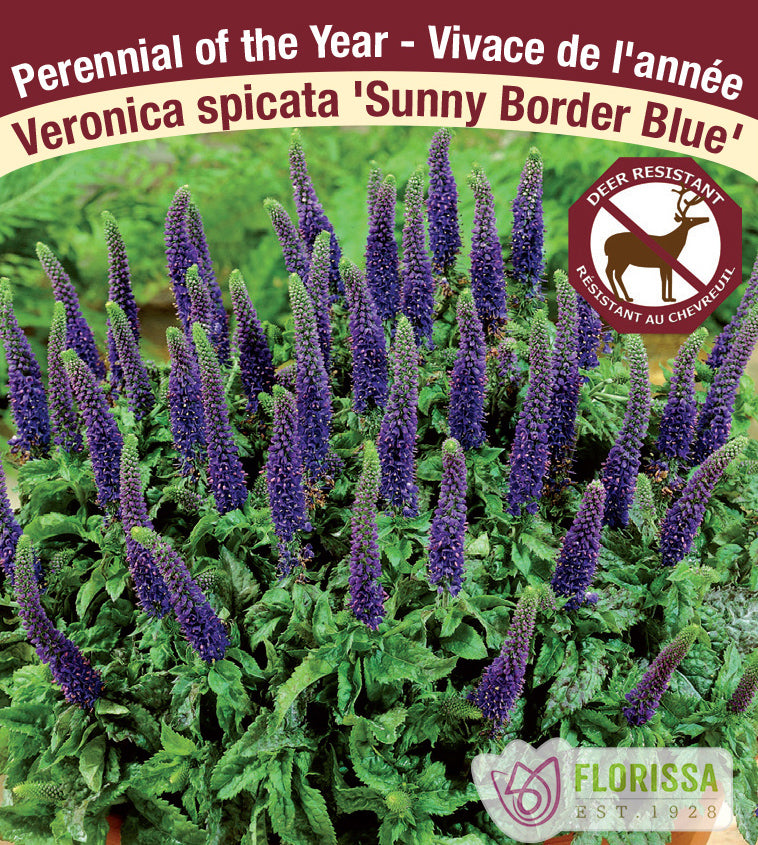 Veronica - spicata Sunny Border Blue