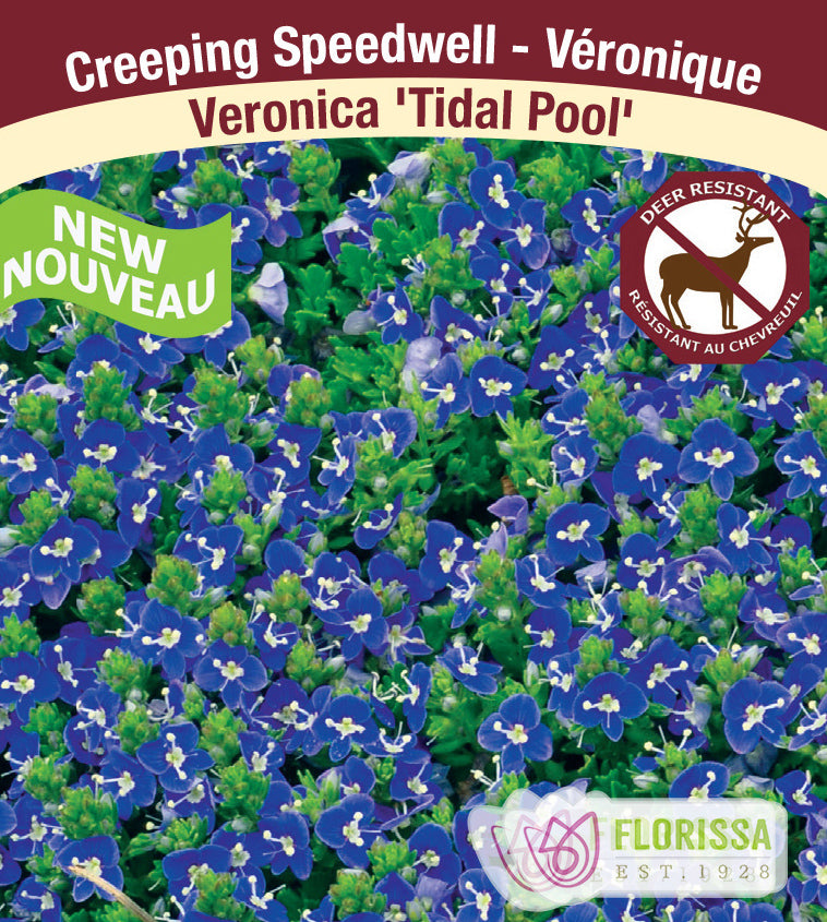 Veronica - Tidal Pool