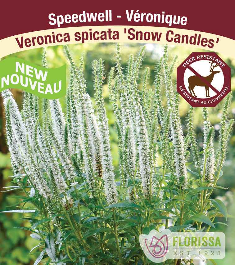 Veronica - Snow Candles
