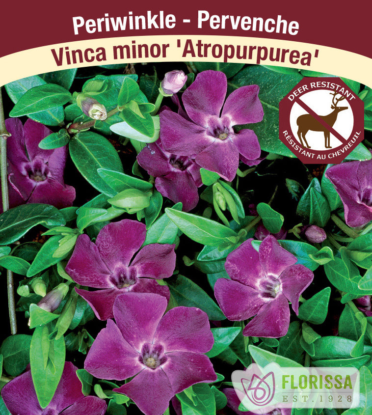 Vinca - minor Atropurpurea