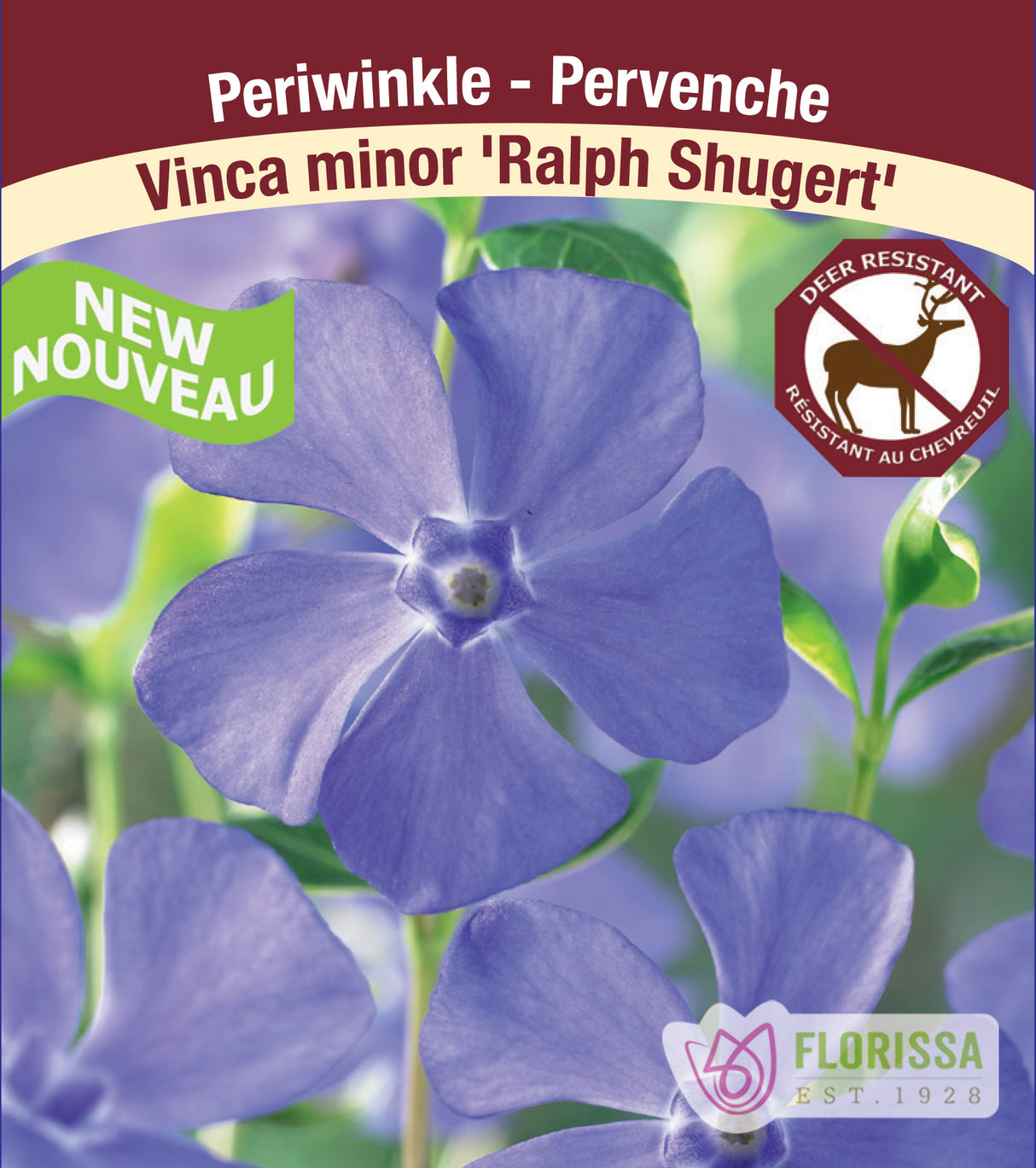 Vinca - minor Ralph Shugert