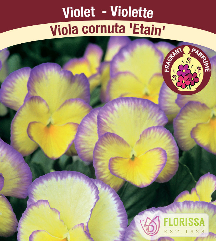 Viola - cornuta Etain