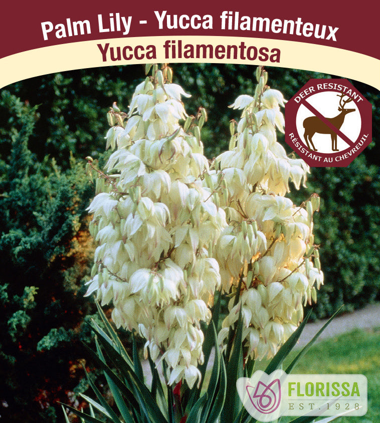 Yucca - filamentosa