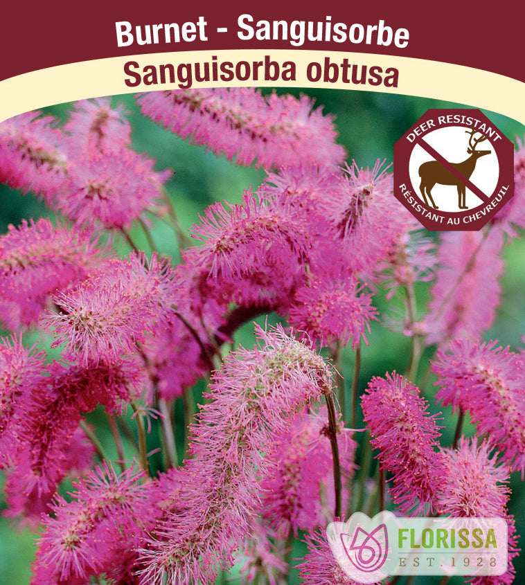 Sanguisorba - obtusa
