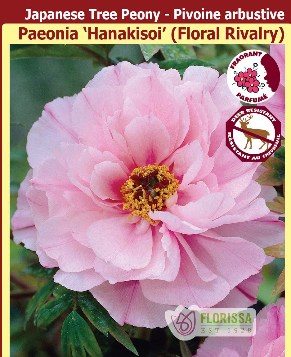 Paeonia Suffruticosa - Hanakisoi