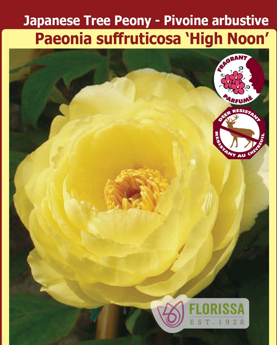 Paeonia Suffruticosa - High Noon