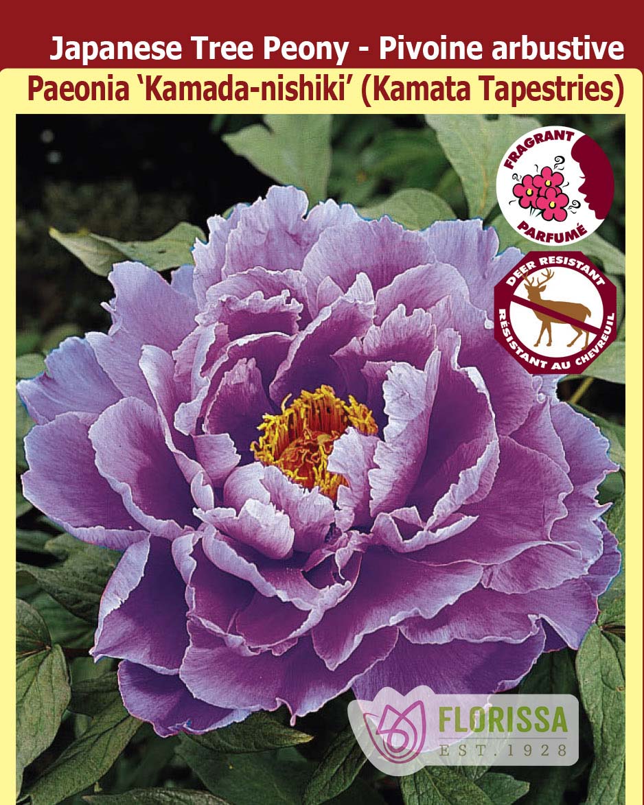 Paeonia Suffruticosa - Kamada-nishiki