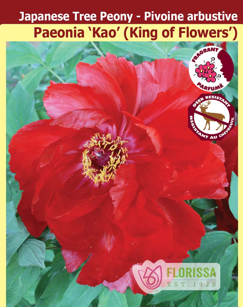 Paeonia Suffruticosa - Kao
