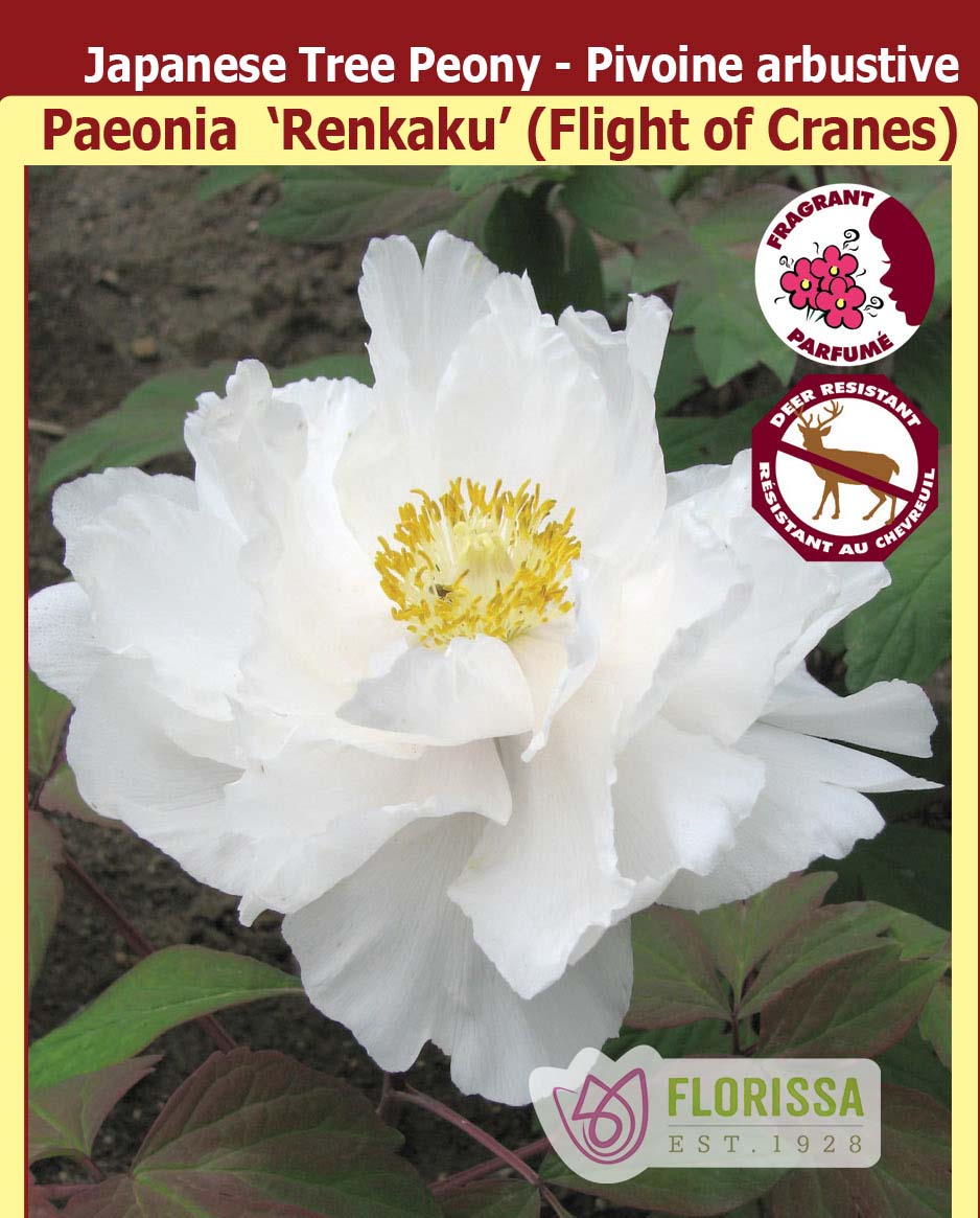 Paeonia Suffruticosa - Renkaku