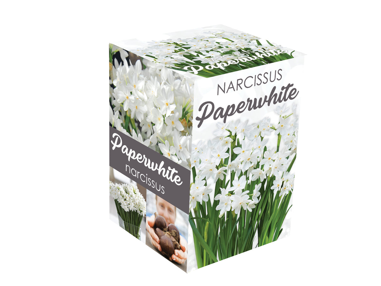 GP2 Paperwhite Kits - Gift Kits