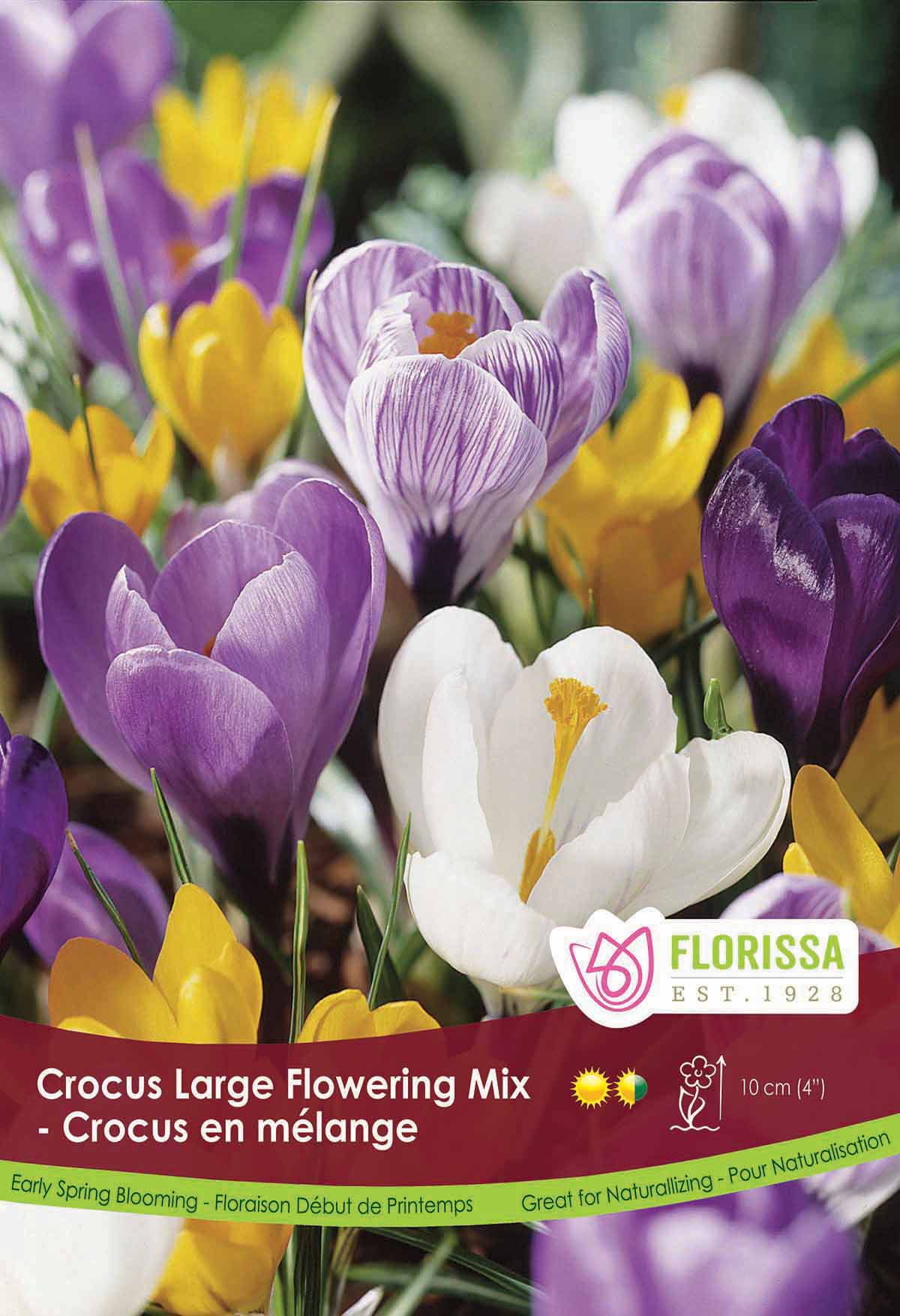 Crocus Large Flowering Mix Poster Board