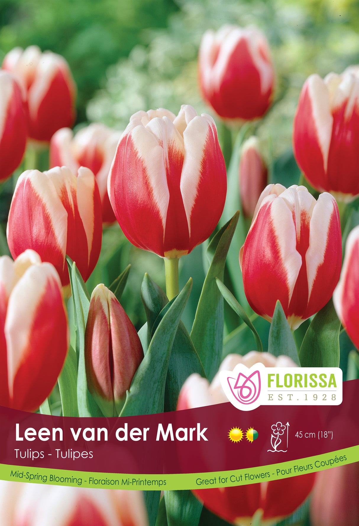 Tulip Red/White Poster Board