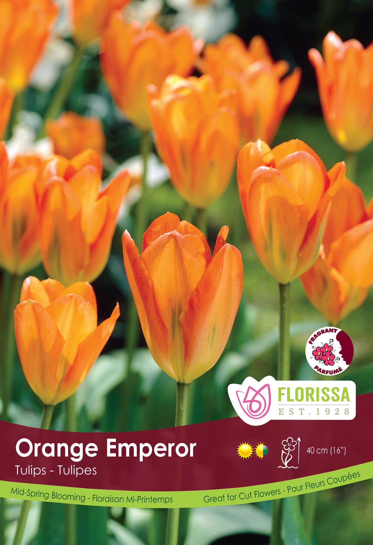 Tulip Orange Poster Board