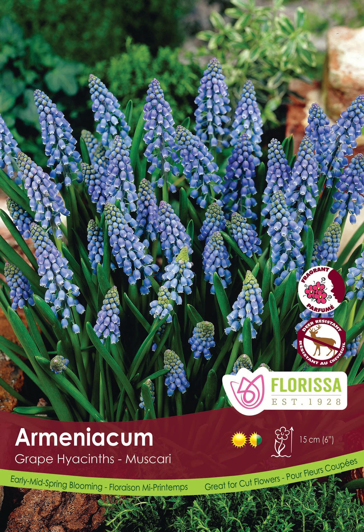 Muscari Poster Board