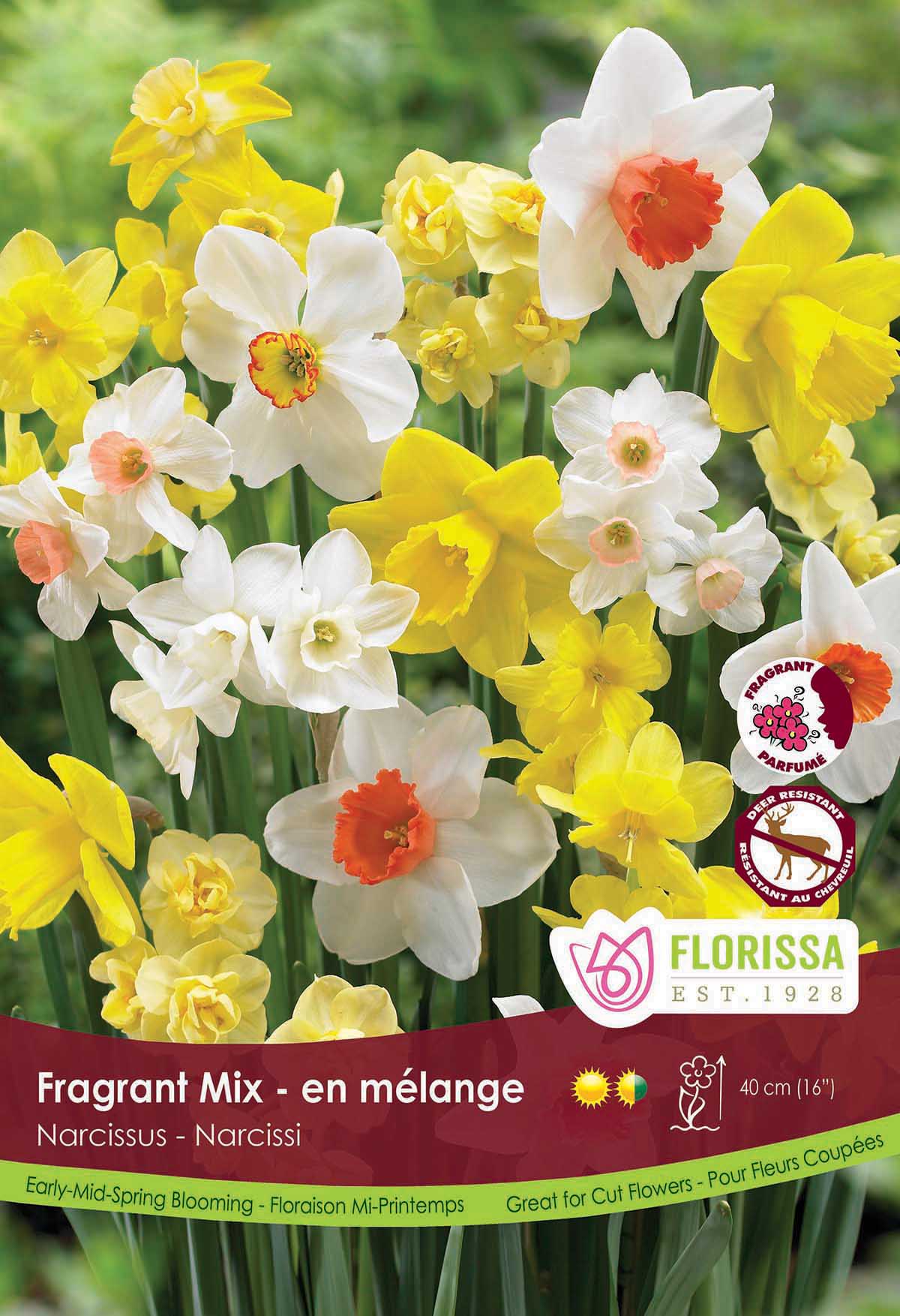 Narcissus Fragrant Mix Poster Board