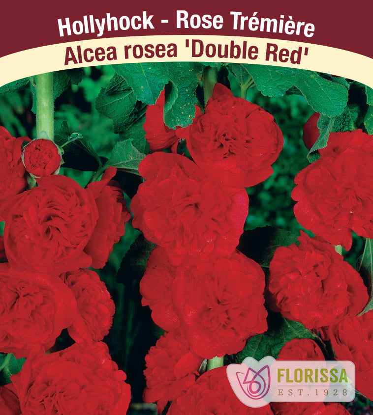 Alcea - rosea Chaters Double Red