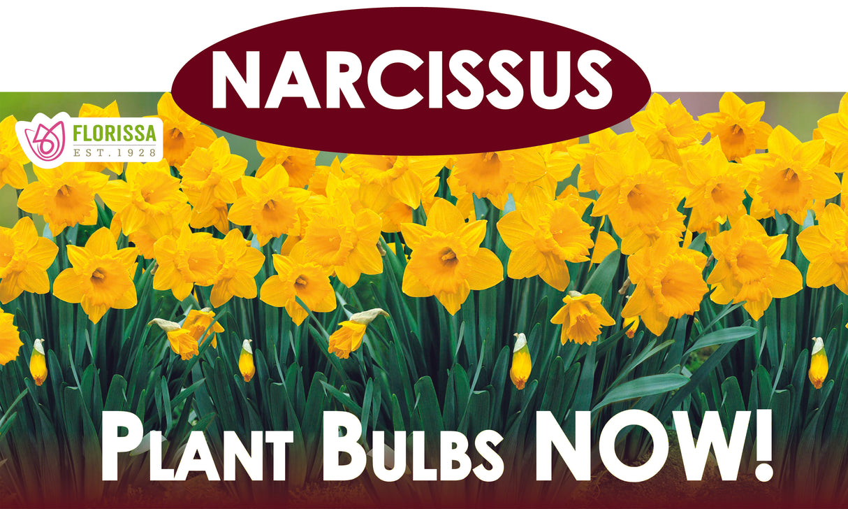 Theme Display Rack Topper - Narcissus Yellow