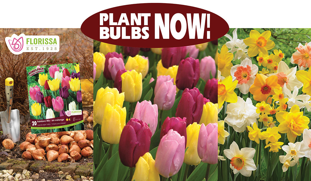 Theme Display Rack Topper - Plant Bulbs Now!