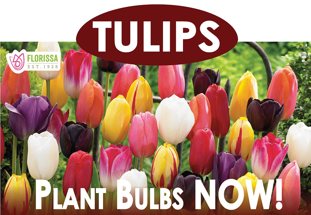 Theme Display Rack Topper - Tulips