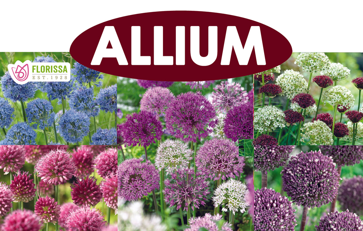 Theme Display Rack Topper - Allium