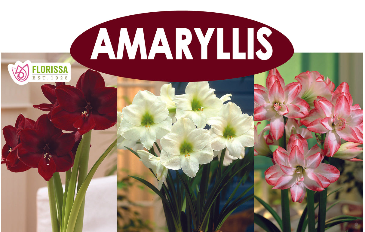 Theme Display Rack Topper - Amaryllis