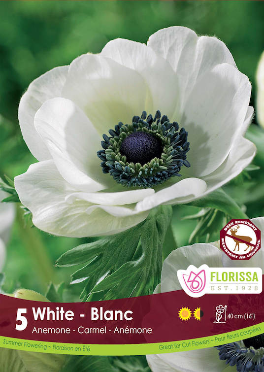 Anemone Carmel - White Spring Bulk