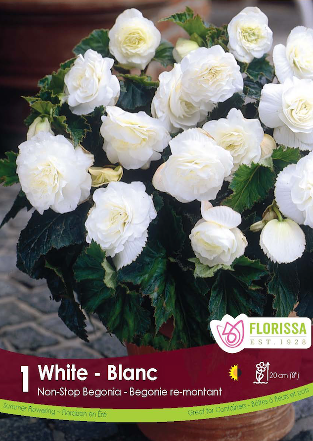 Begonia - Non Stop White 6/up Retail Pkg