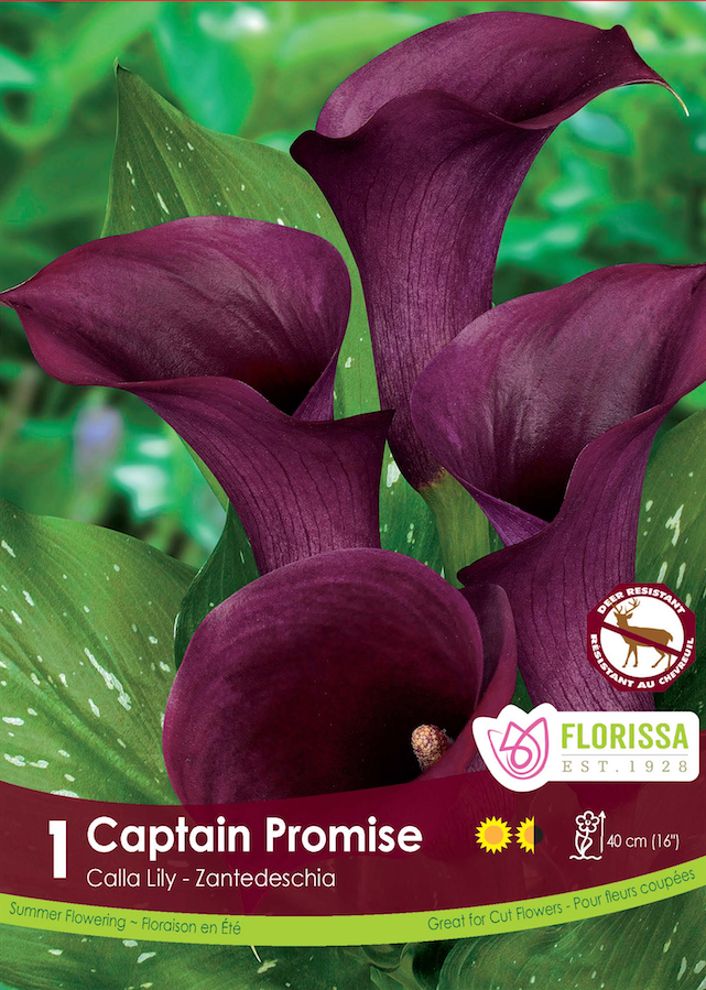 Calla Lily Zantedeschia - Captain Promise Retail Pkg