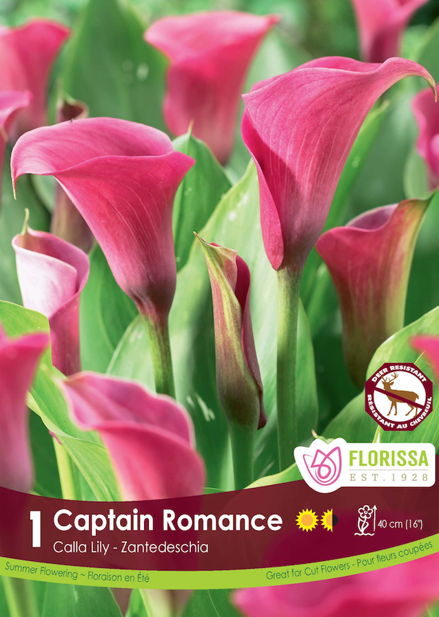 Calla Lily Zantedeschia - Captain Romance Retail Pkg