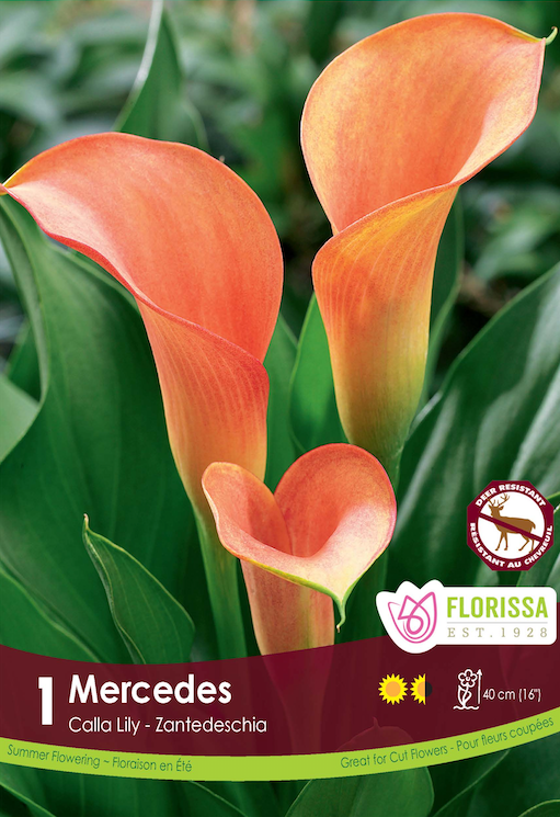 Calla Lily Zantedeschia - Mercedes Retail Pkg