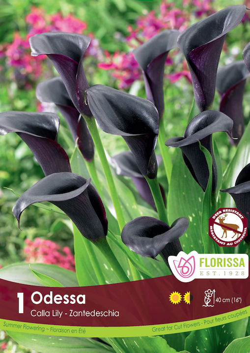 Calla Lily Zantedeschia - Odessa Retail Pkg
