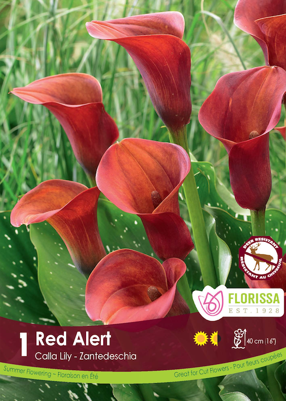 Calla Lily Zantedeschia - Red Alert Retail Pkg