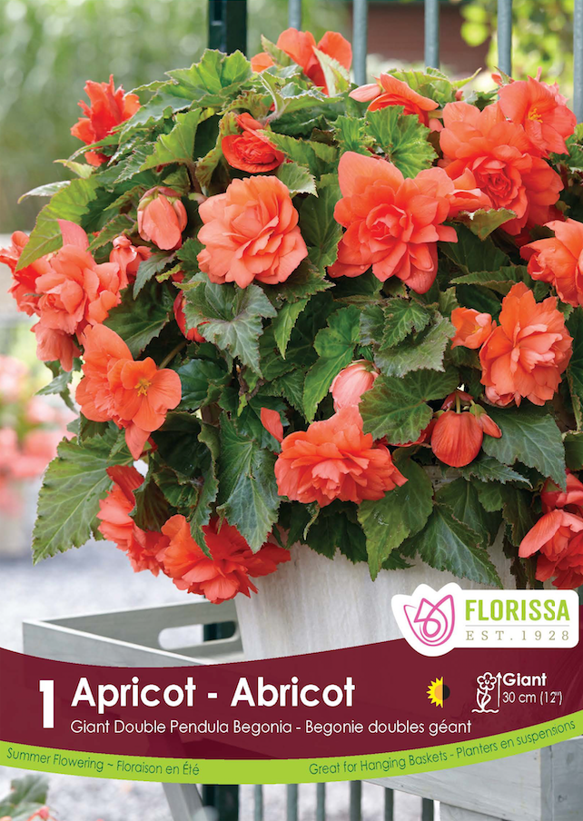 Begonia - Double Pendula Apricot 6/up Retail Pkg